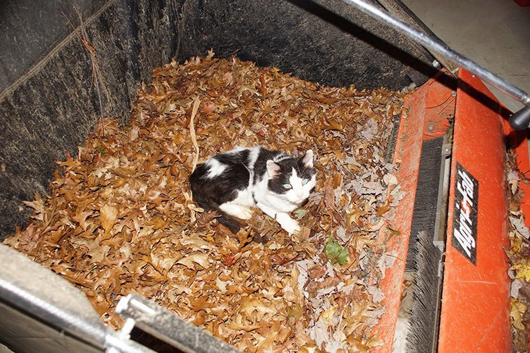 This is "Buddy", one of Dave's cats, resting comfortably in the gathered leaves